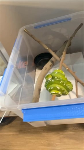 It’s been almost a year since I’ve gotten the green bean. This is one of the first videos I have with her.#gtp #aru #biak #greentreepython #python #pythons #snake #snakes #snek #reptile #reptiles #reptilesofinstagram #reptilelover #reptilekeeper #pet #pets #daily #instagram #tiktok #reels #cute #fun #happy #ballpythonsoftiktok #boise #idaho #funny | Black Lake Reptiles