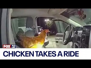 Chicken breaks into woman's car at Florida gas station