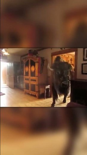 The Family That Treats a Bison Like a Pet!