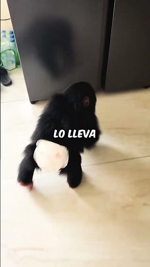 Esto es lo que hace este mono bebé cuando tiene hambre