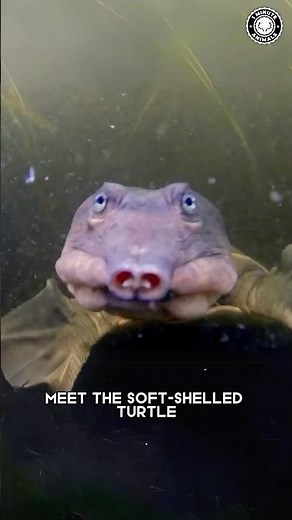 Soft-Shelled Turtle 🐢 The HIDDEN Hunter of the River!