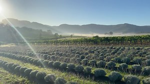 Exploring the Lavender fields at Hunter Lavender Farm this morning. 😍🙌 absolutely stunning and smelling incredible. We have so much on our doorstep. | David Diehm Photography