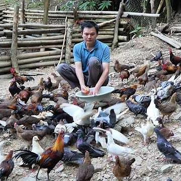 Robert raises hundreds of wild chickens and pigeons in the mountains. Green forest life