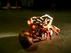 Spiders Giving Birth