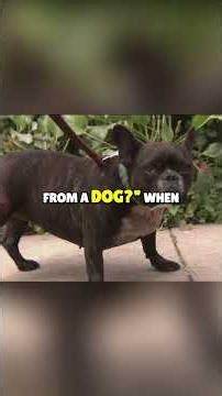 Help Your Dog Walk Better A Mobility Aid Breakthrough!