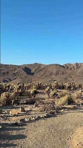 Cholla Cactus Garden in California