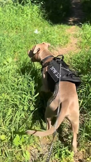 Dogs Awesome Life on Reels