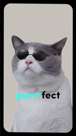 NOW You Can Make Effects on TikTok with Your Cat | Effect House