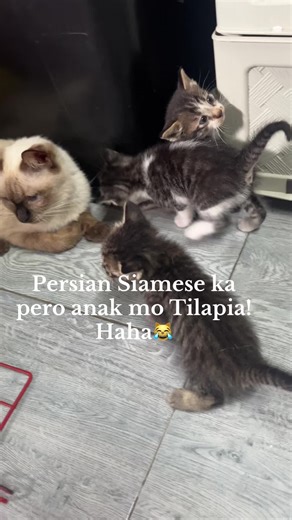 Explore Persian Siamese Mix Cats and Tilapia Adventures