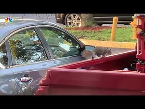 Squirrel Steals Pizza From Truck Outside Apartment Complex | NBC New York