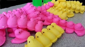 Competitive Eater Consumes 100 Marshmallow Peeps In Just Over Two Minutes, Decimating Previous Record