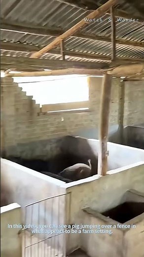 Pig Jumping Over a Fence