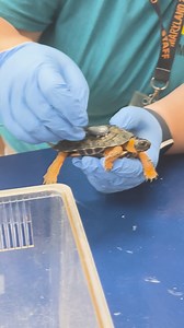 Last month, we teamed up with our friends at Susquehannock Wildlife Society to release another Zoo-hatched wood turtle into the wild! Our head-starting program is giving these endangered Maryland natives a fighting chance to make a comeback, one little turtle at a time. | The Maryland Zoo in Baltimore