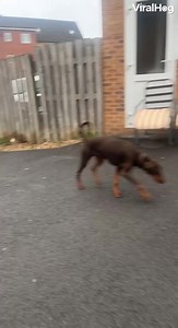 I guess my dog isn't a fan of my car...😅💩🚗 #viralhog #gross #fail #dogs | ViralHog