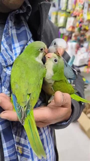 Animal.house.petshop (@animalhousepetshop0)’s videos with original sound - Animal.house.petshop