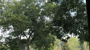 ASMR early morning bird/nature sounds #asmr #tingles #nature #birdsounds #birds