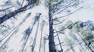 Fairy girl in the woods