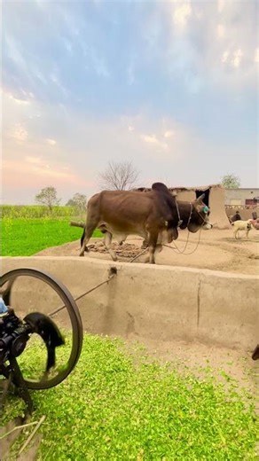 Thal old shuffle cutting machine operating on oxen’s #trending #shortsfeed