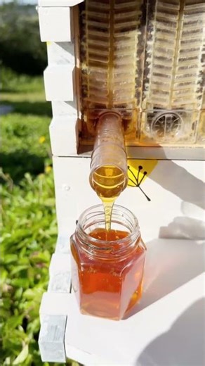 Flow Hive: Get Honey Without Effort! 🍯 | Modern Beekeeping System Explained #mrdeepraj
