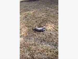 Suspicious Deaths Of Rabbits In Las Vegas Concerns Rescue Group