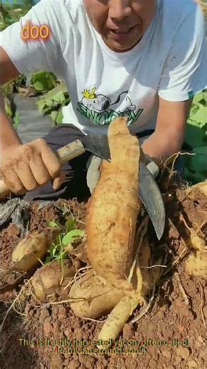 Fresh Yacon Harvest: Crispy Sweet Root Straight From the Soil