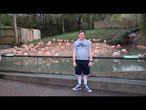 Zoo Atlanta | Full Walkthrough | Ft Demonstration, Talk, and Feeding | March 2026