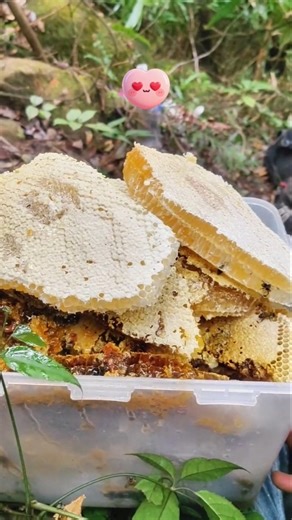 Above & Below Ground Hives 🍯 #trend #honey #shorts