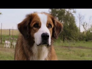 豪華キャスト陣がそれぞれに魅せられた犬の魅力を語る／映画​『僕のワンダフル・ライフ』特別映像解禁