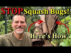 A DIY Organic Squash Bug Trap for Your Vegetable Garden (Save Your Squash & Zucchini from Pests!)