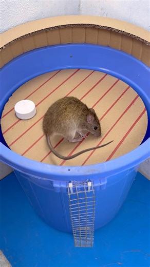 Mouse trap / con chuột quay 1 vòng rồi lật xuống thùng sâu #rat