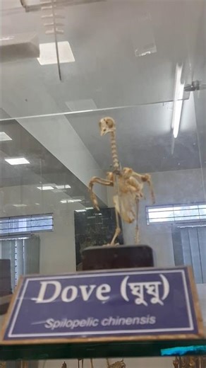 Exploring Bird Skeletons at Anatomy Museum! 🐦🦴 #shorts #anatomy