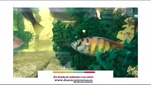Haplochromis aeneocolor 4-5cm Sel. Haplochromis/astatotilapia aeneocolor NZ-ES458010000060 Encuentralos en nuestra web www.dnatecosistemas.es o en el link https://www.dnatecosistemas.es/tienda-peces-agua-dulce-y-fria-y-marino/peces-agua-dulce/Ciclidos Chromis y Afines/oferta-haplochromis-aenecolor-4-5cm-sel-astatotilapia-calliptera-burtoni-tienda-peces-online-venta-cromis-por-internet-tienda-mascotas-peces-ciclidos-rebajas-con-envio.html | DNATecosistemas