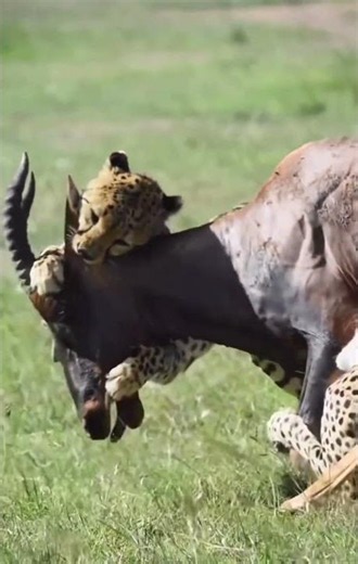 Cheetahs struggle to take down a topi antelope