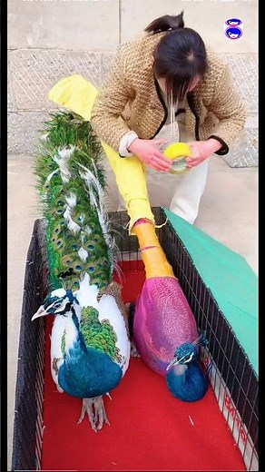 🦚 Colorful Peacock Cartoon | Fun & Cute Animation for Kids! 🎨✨ #vibrantbirds #peacock #birds