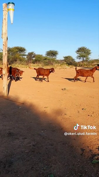 OKERI STUD FARMING...AFTERNOON WALK WITH THE RED'S ❤️ ❣️