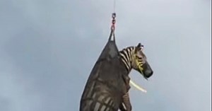 Ed, the runaway pet zebra, has been returned to his owner — after being airlifted by a helicopter