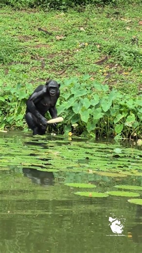 👣Debout dans l'eau pour manger 🌿La #bipédie est occasionnelle chez les #bonobos, et aller dans l’eau reste rare chez les #primates 🐵 #LolaYaBonobo #comportementanimal | Les Amis des Bonobos
