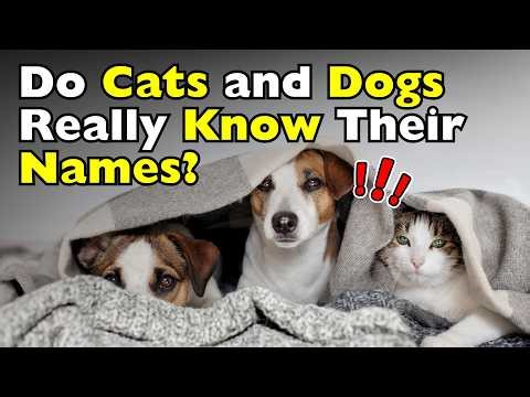 How Do Cats and Dogs Recognize Their Names? [ID0610]