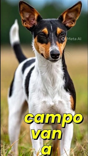 Artículo 8 Se adapta a vos, no vos a él - Terrier Brasileño