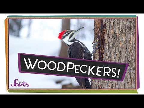 Why Don't Woodpeckers' Heads Hurt?