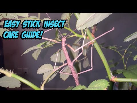 How To Care For Stick Insects!
