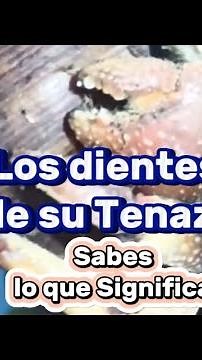 Lo Cangrejos ermitaños cuidados y curiosidades. cosas que debes saber #cangrejosermitaños