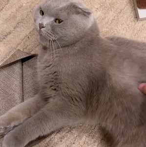 Fight the good fight against poop stink. Poop Fighter knocks out the nastiest of litterbox odors and only leaves a light lemongrass scent #poopfighter #instagood #instadaily #explore #happy #love #cute #family | Dontstopmeowing