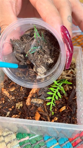 Rehousing Salem, one of my pumpkin patch tarantulas 🥰 🎃 #tarantula #tarantulasofinstagram #exoticpets #pumpkin #halloweentarantula | Gigi’s Creature Lair