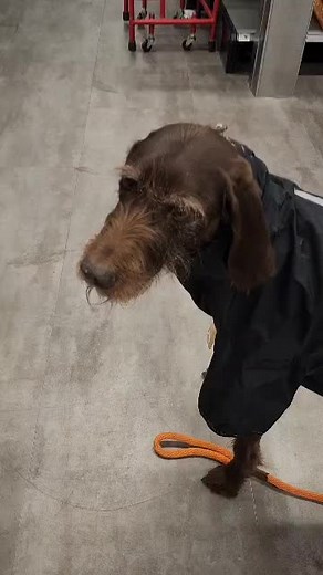 Dressing Up Pudel Pointer: Is This Look Cute or Not?