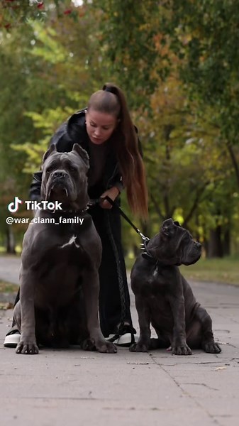 Канекорсо: порода и характер