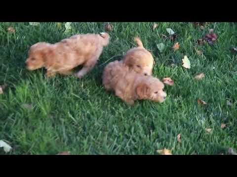 Bichon Mix Puppies For Sale