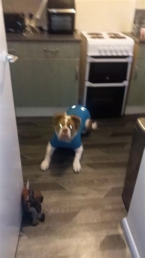 Engaging Dog Training: Find It Game with Cody