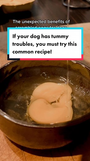 Scrambled Eggs for Dogs with Tummy Troubles
