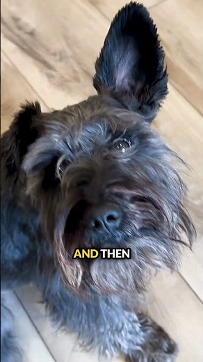 How to Groom a Schnauzer